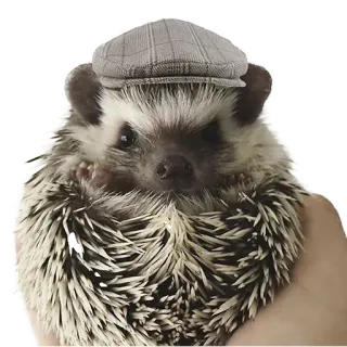🤠 hedgehog, animal, hat, cute, pet telegram sticker