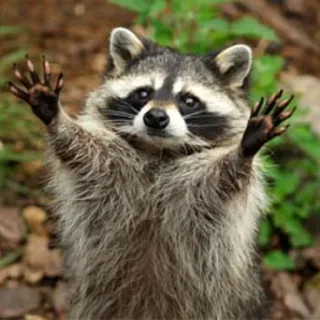 🤗 procione, animale, fauna selvatica, natura, mammifero telegram sticker