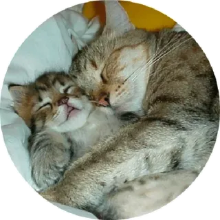 🙂 chat, chaton, dormir, mignon, animaux telegram sticker