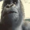 🐵