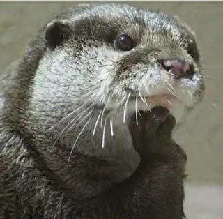 🤔 lontra, animal, mamífero, fofo, vida selvagem, natureza telegram sticker