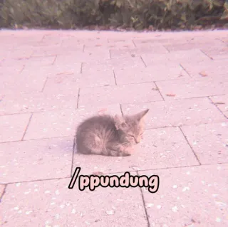 🐈 ppundung cat, kitten, cute, animal, pet, gray whatsapp sticker