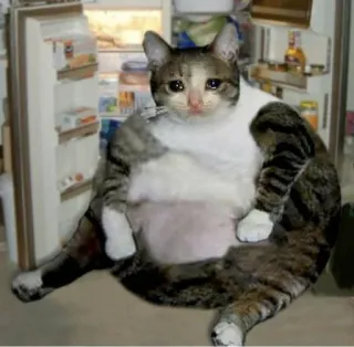 😩 gato, triste, nevera, comida, animal, mascota telegram sticker