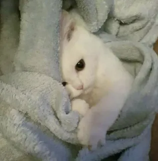 🐾 gatinho, fofo, gato branco, cobertor, animal, animal de estimação, animal doméstico telegram sticker