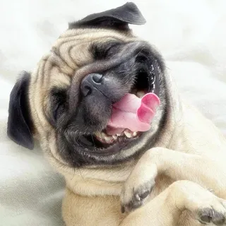 😂 chien, carlin, joyeux, souriant, mignon, animal de compagnie telegram sticker
