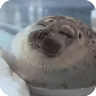 😌 foca, animal, fofo, mamífero, vida selvagem, natureza, mar whatsapp sticker