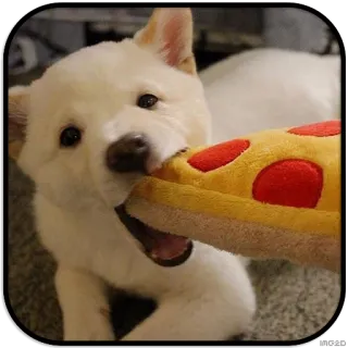 😄 dog, pizza, puppy, cute, toy telegram sticker
