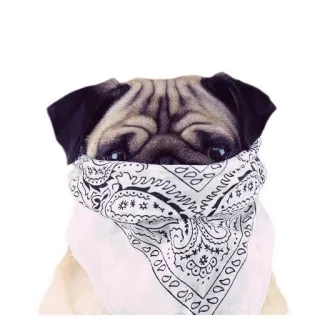 Meet The Pugs ( @Perkovec ) whatsapp stickers