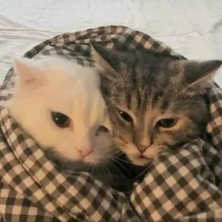 🐈 Katze, Katzen, Haustier, Tiere, süß, Decke, Hauskatze telegram sticker