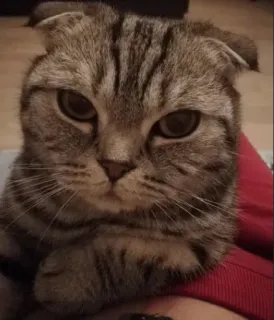 😠 猫, ペット, 動物, イエネコ, 哺乳類, ネコ科 telegram sticker