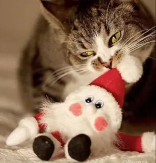 🤩 cat, santa, christmas, toy, animal, pet telegram sticker