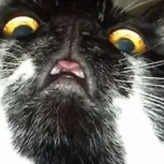 🤡 cat, animal, funny, meme whatsapp sticker