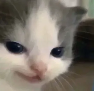🤔 gato, gatito, lindo, animal, mascota, doméstico whatsapp sticker