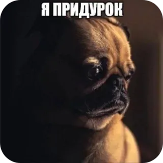 🐶 Я ПРИДУРОК telegram sticker