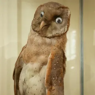 😖 Eule, Präparat, Vogel, Stofftier, Augen, lustig telegram sticker
