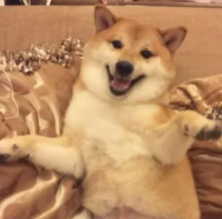 ❤️ dog, shiba inu, animal, cute, meme, funny telegram sticker