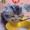 🐱