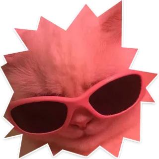 😎 gato, gafas de sol, animal, mascota, genial, moda telegram sticker