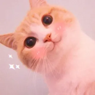 ❤ gato, animal, lindo, kawaii, mascota, animal doméstico, gatito whatsapp sticker