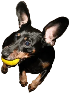 😳 собака, такса, животное, мяч, домашнее животное whatsapp sticker