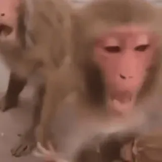 🤪 monkey, animal, primate, wildlife, mammal, ape whatsapp sticker