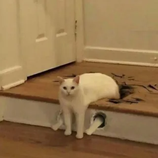 🪐 cat, white cat, animal, pet, hole, funny, cute telegram sticker