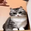 😺