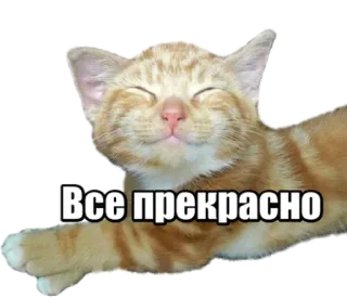 😌 Все прекрасно cat, russian, text, happy, прекрасно, cute telegram sticker