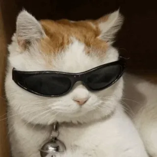 🐱 kucing, kacamata hitam, keren, hewan peliharaan, binatang, kucing domestik telegram sticker