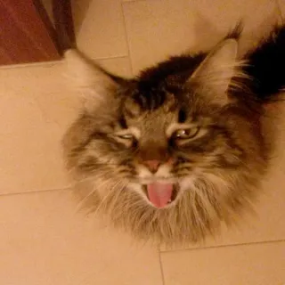 🐱 gato, animal, mascota, animal doméstico, felino telegram sticker