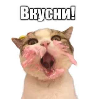 🧁 Вкусни! cat, eating, cake, russian, cute, animal telegram sticker