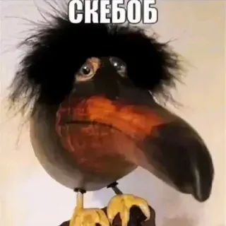🌟 СКЕБОБ whatsapp sticker