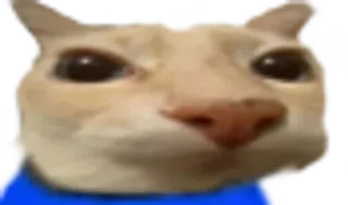 🙍‍♂️ Katze, Tier, Meme, lustig, Haustier telegram sticker