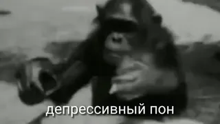 🦧 депрессивный пон monyet, depresi, kera besar, sedih, meme, hewan telegram sticker