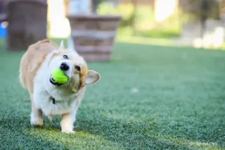 🎾 anjing, corgi, bola, hewan peliharaan, binatang, imut, rumput telegram sticker