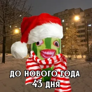 🎄 ДО НОВОГО ГОДА 43 ДНЯ Noël, pastèque, bonnet de Père Noël, écharpe, Nouvel An, vacances, festif, compte à rebours whatsapp sticker