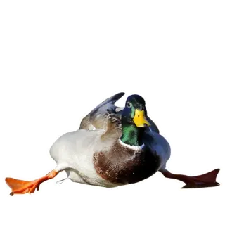 😟 утка, птица, животное, природа, кряква telegram sticker