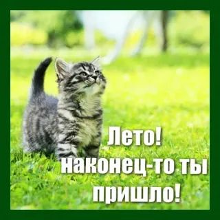 🔆 Лето!
НАКОНЕЦ-ТО ТЫ ПРИШЛО! anak kucing, musim panas, kucing, rumput, alam, hewan peliharaan telegram sticker