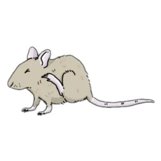 🐀 rato, animal, roedor, arranhando, fofo, desenho animado telegram sticker
