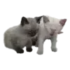 🐱