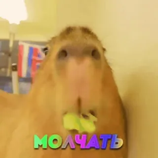 🥔 МОЛЧАТЬ capivara, animal, engraçado, meme telegram sticker