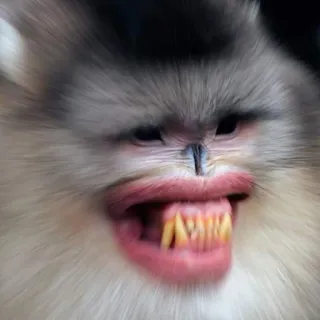 😬 singe, animal, drôle, primate, dents telegram sticker