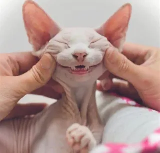 😄 chat, chat sphinx, chat sans poil, animal, animal de compagnie telegram sticker