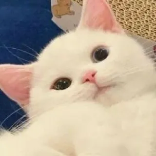 ✨ gato, gato branco, gatinho, fofo, animal de estimação, animal telegram sticker