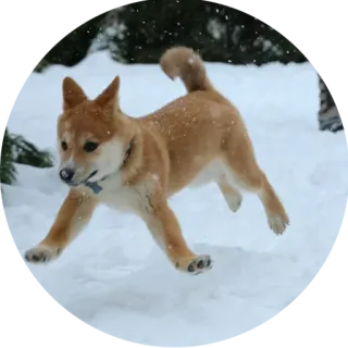 😳 犬, 柴犬, 雪, 冬, 動物, かわいい, ペット telegram sticker