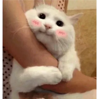 👛 고양이, 귀여운, 동물, 새끼 고양이, 애완 동물, 가축 whatsapp sticker
