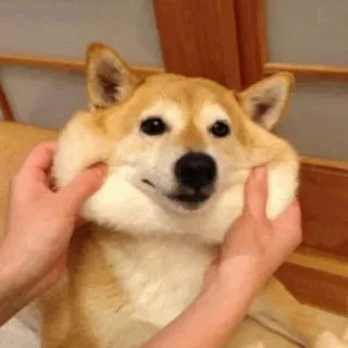 🐕 perro, shiba inu, mascota, lindo, gracioso, manos, pellizco de mejilla whatsapp sticker