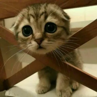 😺 chat, chaton, mignon, animal, animal de compagnie, triste, grands yeux telegram sticker