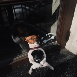 😆 DOG FRIENDLY WELCOME! aceita cães, animal, cão, adesivo, animal de estimação, bem-vindo whatsapp sticker