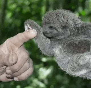 🦥 Faultier, süß, Tier, Faultierbaby, Finger, Hand telegram sticker